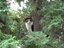 cattie (Fan)