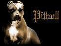 The PitbulL