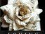 Writerandpoet38 (Fan)