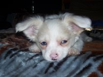 Little C
