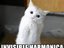 Yahoo (Fan)