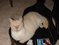 meowbene