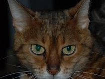 ShebaRox