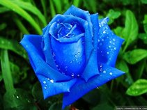 Neyaz Abbas
