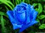 Neyaz Abbas