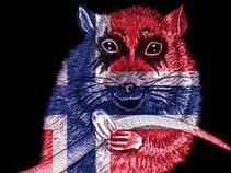 Norway Rat