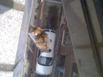 Cat DeRuiter