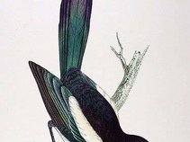 magpie brown