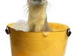 Bitey The Weasel