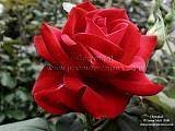 Grammy Rose