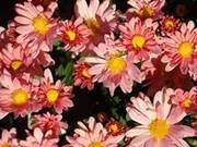 Cindee Schmalz Haider