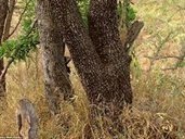 Crispine Nantchengwa