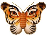ButterflyDrizzle