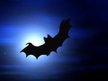 Daubenton's Bat