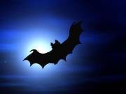 Daubenton's Bat