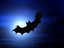 Daubenton's Bat (Fan)