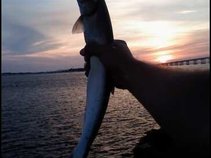 Rubanoriver(The fish sunset)