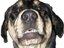 dammitdog (Fan)