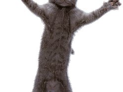 Maynardthecat