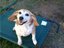 LLBeagle (Fan)