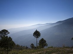 kogyijaw