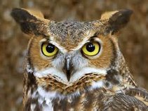 Wise Owl