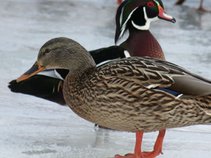 Duck on a river