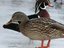 Duck on a river (Fan)