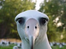 ALBATROSS RISING