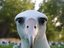 ALBATROSS RISING (Fan)