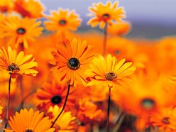 Jenny Flowers