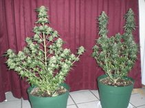 buds up