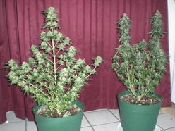 buds up
