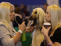 THE TRIMHOUNDS