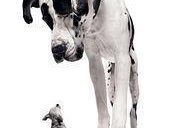 BigDog
