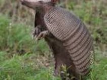 Armadillo