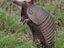 Armadillo (Fan)