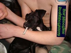 STONER BROS