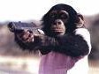 monkey junk