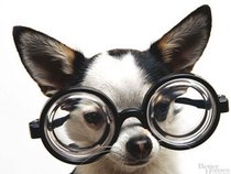 meanmydog