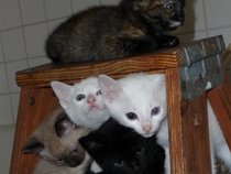 CatsRuleTheWorld
