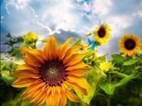 Tracie Baker Newkirk