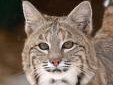 salty bobcat