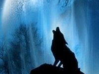 Tigercat_29