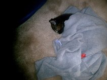 Little Brooklyn
