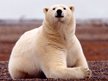Visionbear