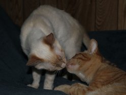 ManyCats