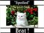 Spoiled Brat 2 (Fan)