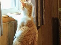 Cat Chrisawn Langton
