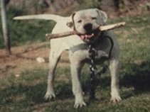 Bulldogge35